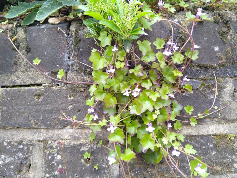 Cymbalaria muralis